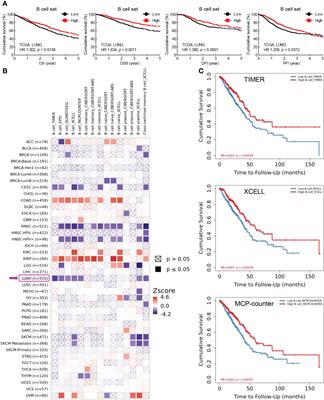 B cell deficiency promotes the initiation and progression of lung cancer